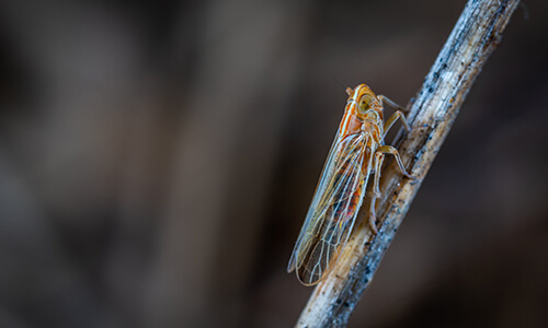 Capitol Exterminating Cicada 1