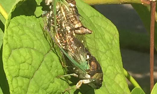 Capitol Exterminating Cicada 2