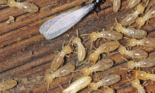 Capitol Exterminating Termites 2