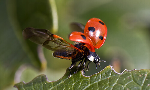 Capitol Exterminating ladybug 1