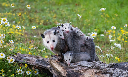 Capitol Exterminating Opossum Removal 3