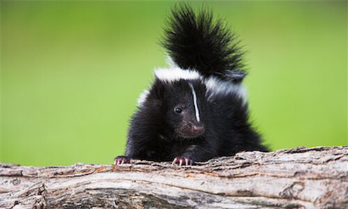 Capitol Exterminating Skunk Removal