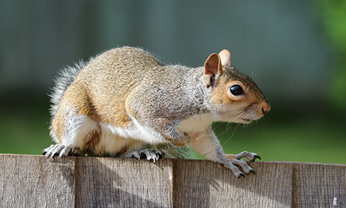 Capitol Exterminating Squirel Removal