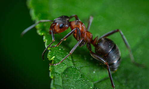 ant exterminating capitol ants removal system