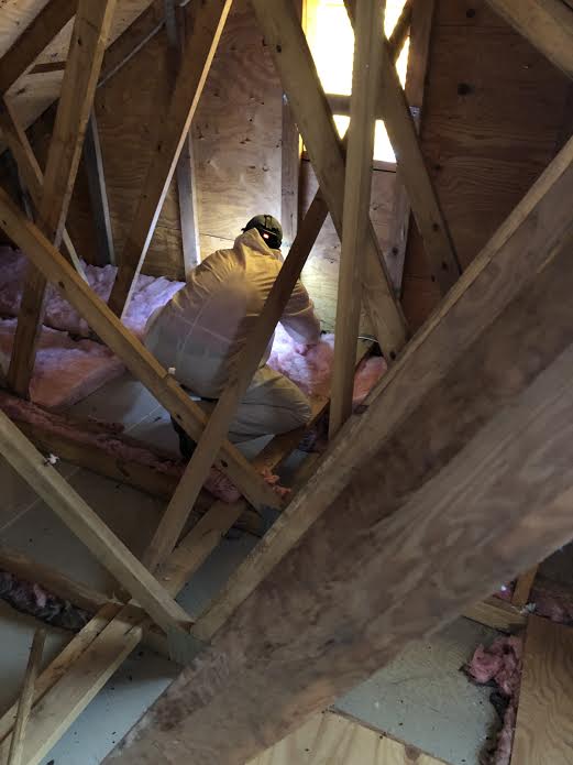 capitol exterminating attic restoration 2